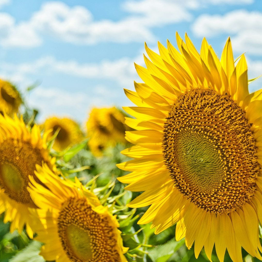 yellow sunflowers during daytime