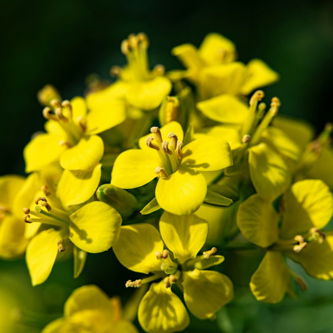 a close up of a bunch of yellow flowers